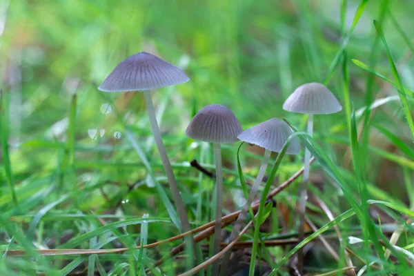 Vahşi Yenmez Mantar Micena Vulgaris Grubu Orman Zemininde Büyüyor Toadstool — Stok fotoğraf