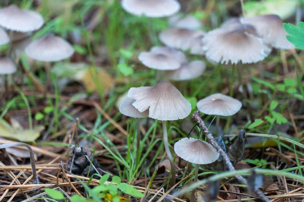 Grupp Vilda Oätliga Svampmycena Vulgaris Växer Skogsmarken Toadstool Vulgärhätta Små — Stockfoto