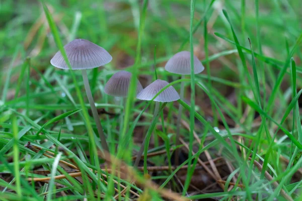 Grupa Dziki Niejadalny Grzyb Mycena Vulgaris Rosnę Leśny Podłoga Grzybki — Zdjęcie stockowe