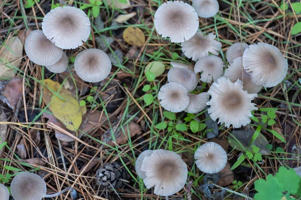 Groupe Champignons Sauvages Non Comestibles Mycena Vulgaris Croissant Sur Sol — Photo