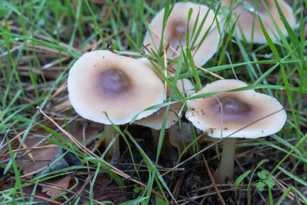 Säsongssvamp Vilda Svamptrikolom Saponaceum Växande Rader Skogsmarken Oätliga Ljusbruna Familjen — Stockfoto