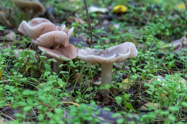 Pieczarki Sezonowe Dziki Tricholoma Portentosum Rośnie Rzędy Podłodze Lasu Jadalne — Zdjęcie stockowe