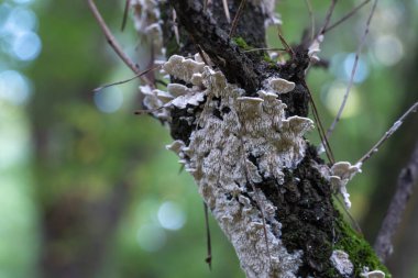 Yosunlu ağaç gövdesiyle dolu beyaz mantarları yakın çekim yapın. Ağaç kabuğu mantarlarla kaplı. Mantar kökü süngeri büyütür. Çürümüş odun. Sezon ormanı mantarı.