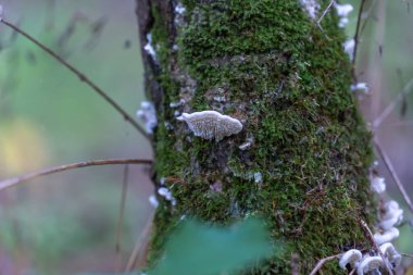 Yosunlu ağaç gövdesiyle dolu beyaz mantarları yakın çekim yapın. Ağaç kabuğu mantarlarla kaplı. Mantar kökü süngeri büyütür. Çürümüş odun. Sezon ormanı mantarı.