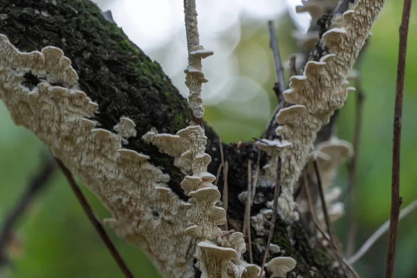 Cogumelos Brancos Grupo Cheios Tronco Musgoso Árvore Fecham Casca Árvore — Fotografia de Stock