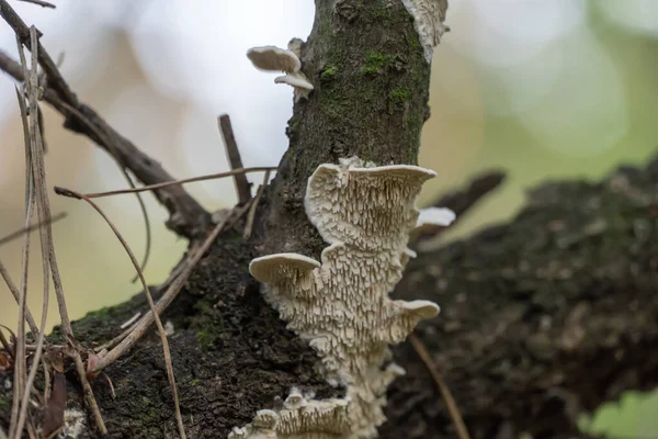 Agrupe Las Setas Blancas Llenas Tronco Musgoso Del Árbol Cerca Imagen de stock