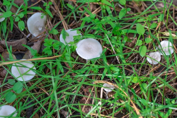 森の床で成長する野生の食用キノコのトリコロマアルバム 白い騎士の毒性菌は 広葉樹や針葉樹林で成長します 秋の時間にキノコを殺した キノコ中毒 — ストック写真