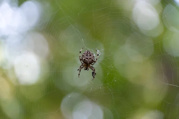 Brown spider with white cross on back sitting on web in forest close up. Poisonous female araneus diadematus waiting insect in trap. European garden crowned orb weaver diadem spider. Arachnophobia.