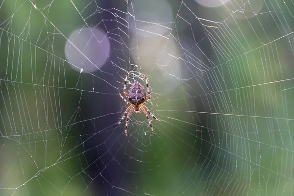 Brown spider with white cross on back sitting on web in forest close up. Poisonous female araneus diadematus waiting insect in trap. European garden crowned orb weaver diadem spider. Arachnophobia.