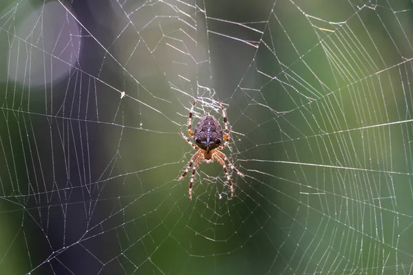 Păianjen Brun Cruce Albă Spate Stând Web Pădure Aproape Femeia — Fotografie, imagine de stoc