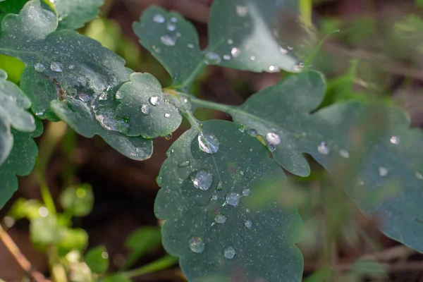 Transparent drop water on green wet leaf celandine in nature close up. Leaves humid plants chelidonium covered with dew drops in morning glow in sun. Drib after rain in moist forest. Water is life.