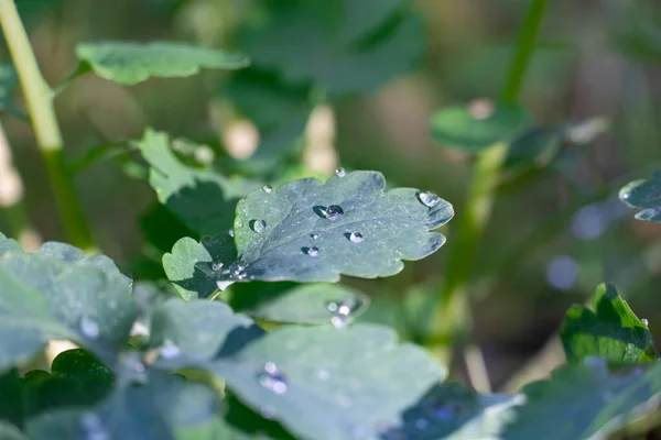Transparent drop water on green wet leaf celandine in nature close up. Leaves humid plants chelidonium covered with dew drops in morning glow in sun. Drib after rain in moist forest. Water is life.