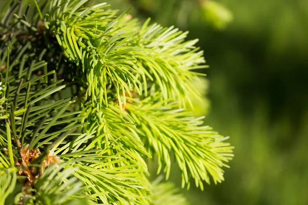 Fresh spring spruce branch — Stock Photo, Image