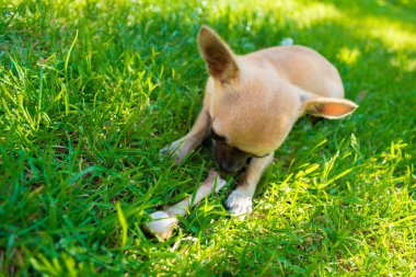 Chihuahua yavrusu kemiğini yiyor