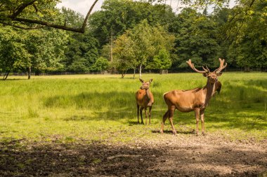 alageyik boynuzları üzerinde otlatma