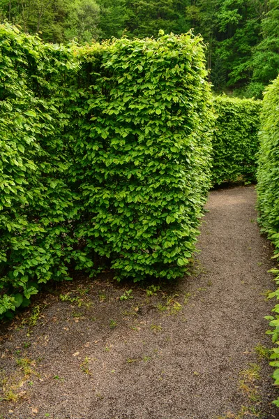 Natural maze wall of trees — Stock Photo, Image