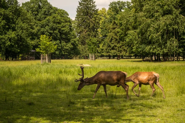 Dančí pastvy na parohy — Stock fotografie