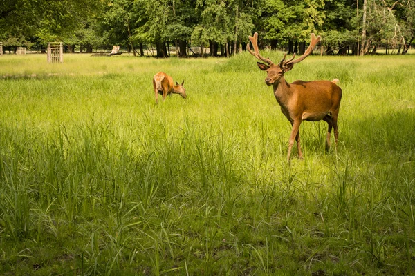 Damherten grazen op geweien — Stockfoto