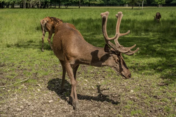 Dovhjort betande på horn — Stockfoto