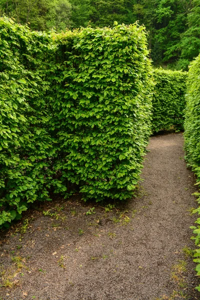 Naturliga labyrint vägg av träd Stockbild