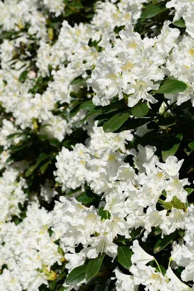 Spring flowering of — Stock Photo, Image