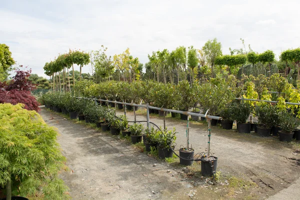 Trees for sale in a row, in pots — Stock Photo, Image