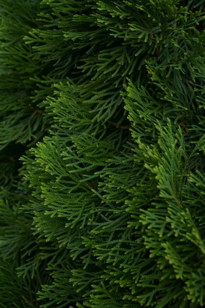 가지들을 클로즈업 초록색 사이프러스 — 스톡 사진