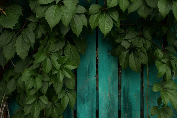 Old Wooden Fence Painted Green Paint Decorative Girlish Grapes Grow — Fotografia de Stock