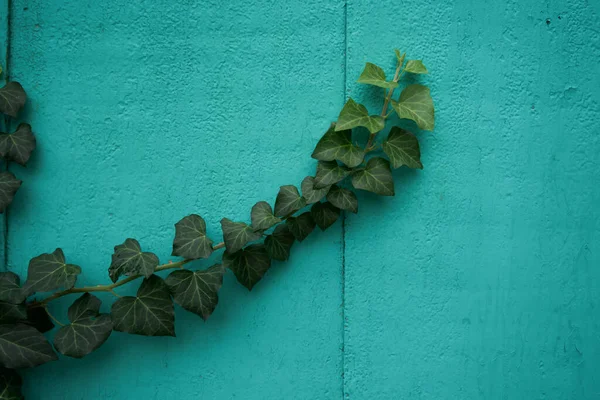 Velho Bode Pintado Com Tinta Verde Videira Hera Estende Longo — Fotografia de Stock