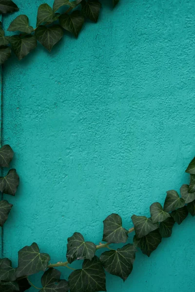 Velho Bode Pintado Com Tinta Verde Videira Hera Estende Longo — Fotografia de Stock