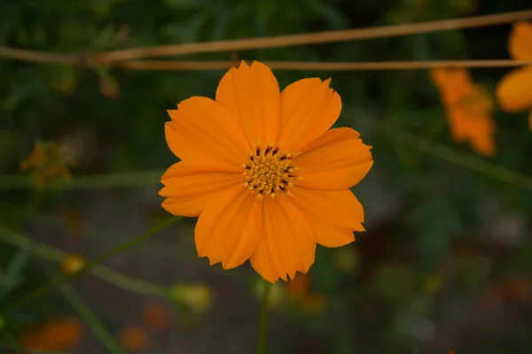 Pomarańczowy Jesienny Kwiat Bliska Łóżku Ogrodowym Nastrój Jesieni — Zdjęcie stockowe