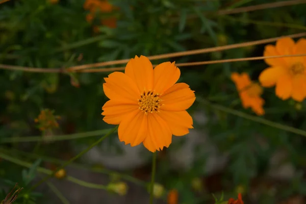 Fleur Automne Orange Gros Plan Sur Lit Jardin Humeur Automne — Photo