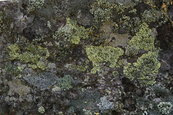 Textura Una Roca Montañosa Sobre Que Crecen Musgos Líquenes Diferentes — Foto de Stock