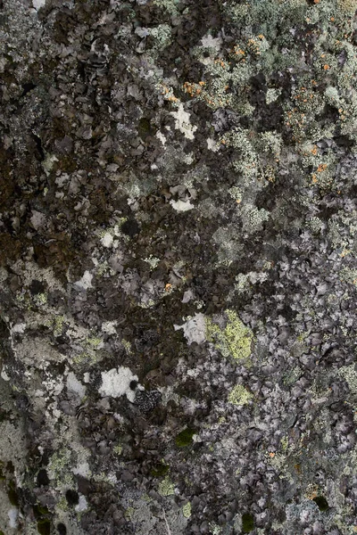 Texture Une Roche Montagne Sur Laquelle Poussent Mousse Lichen Différentes — Photo