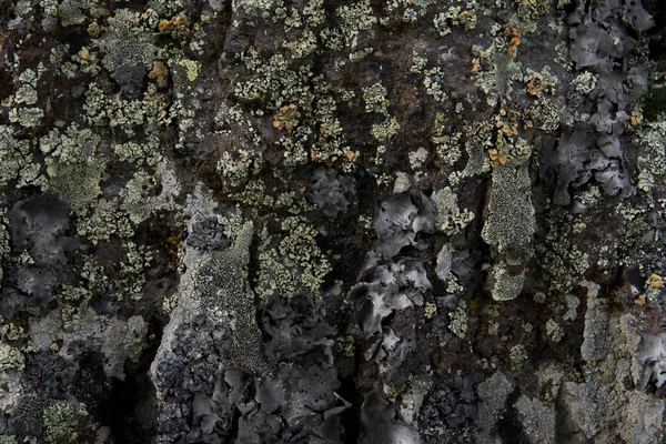 Textura Uma Rocha Montesa Que Musgo Líquen Cores Diferentes Crescem — Fotografia de Stock