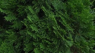 Branches of deep green cypress grow in large size in the wind.