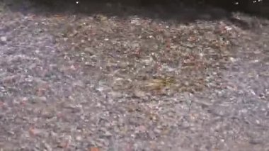a mountain stream with clean drinking water flows over beautiful multi-colored stones. close-up. beautiful glare from the sun on the water surface