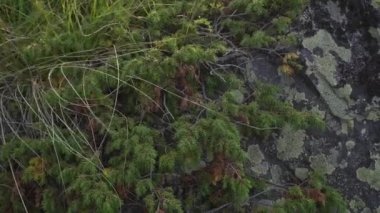 plants on a mountainside close-up sway in the wind.  below you can see the textured rock, which has grown with moss