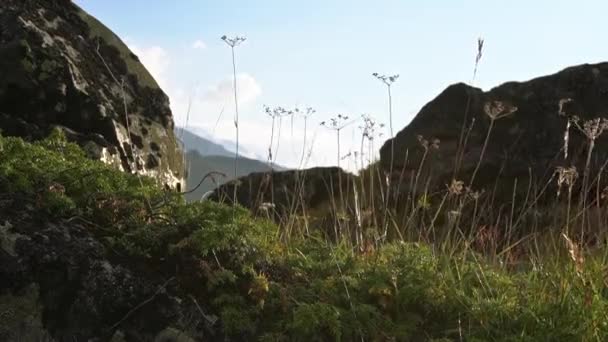 山坡上的植物在风中摇曳 你可以看到下面的岩石 它是用苔藓生长起来的 — 图库视频影像