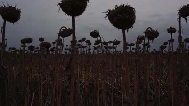 Sunflowers Field Dusk Sunflowers Dried Out Sun Were Left Harvest — Wideo stockowe