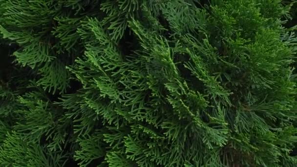 Les Branches Cyprès Vert Profond Poussent Grande Taille Dans Vent — Video