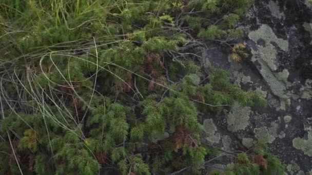 Plants Mountainside Close Sway Wind You Can See Textured Rock — Vídeo de Stock