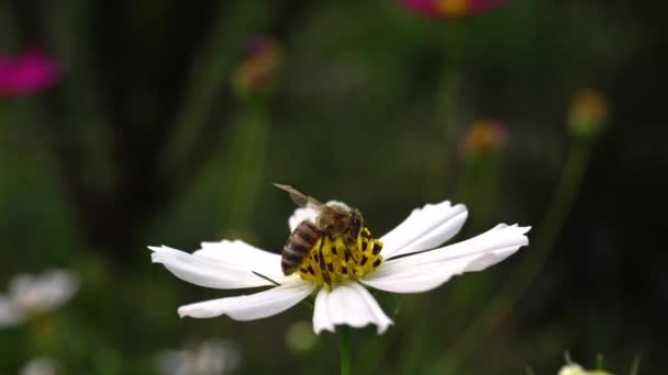 Flower Garden Close Bee Sits Flower Collects Pollen Flower Sways — Vídeo de Stock