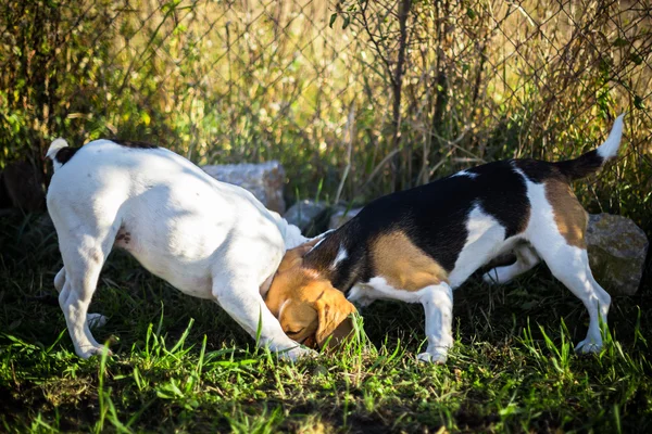 Bulldog y beagle —  Fotos de Stock