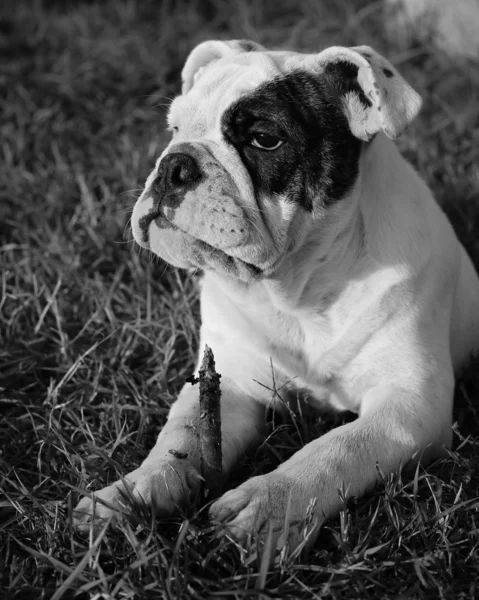 Cachorro buldogue — Fotografia de Stock