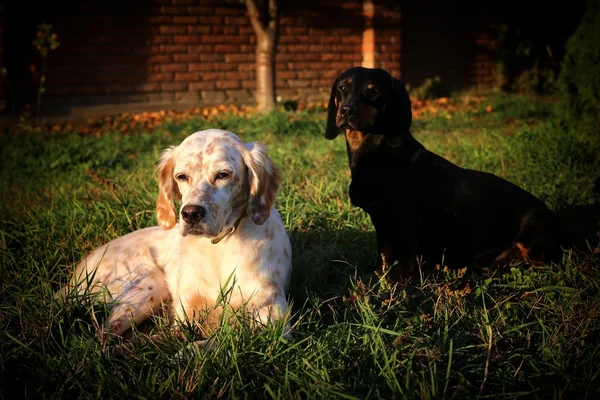 Две собаки наслаждаются в саду — стоковое фото