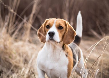 açık havada güzel beagle köpek portre