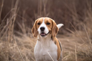 beagle köpek kuyruğu ile uyarı ararken