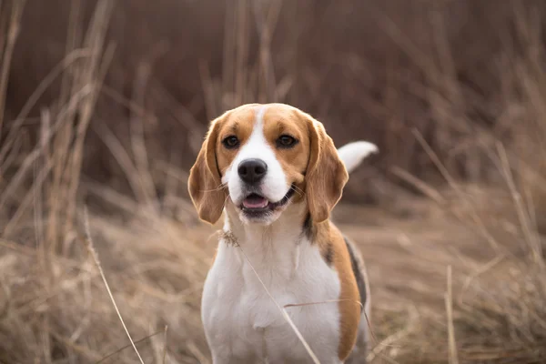 Beagle dog looking alert with tail up — Stock Photo, Image