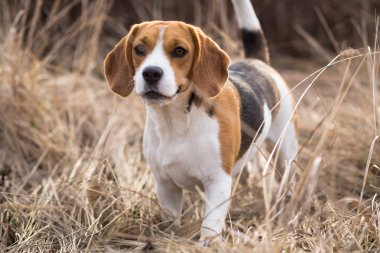 Beagle köpek portre
